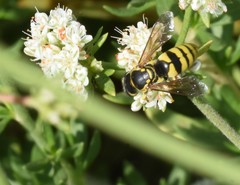 Bicyrtes capnopterus