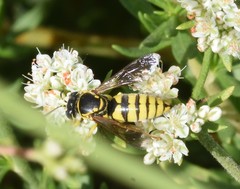 Bicyrtes capnopterus