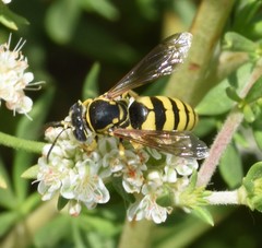 Bicyrtes capnopterus