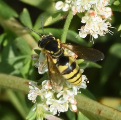 Bicyrtes capnopterus