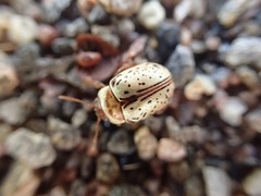 Calligrapha multipunctata
