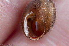 Cryptomastix germana