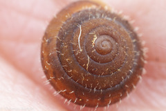 Cryptomastix germana