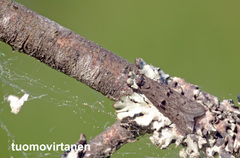 Wockia asperipunctella