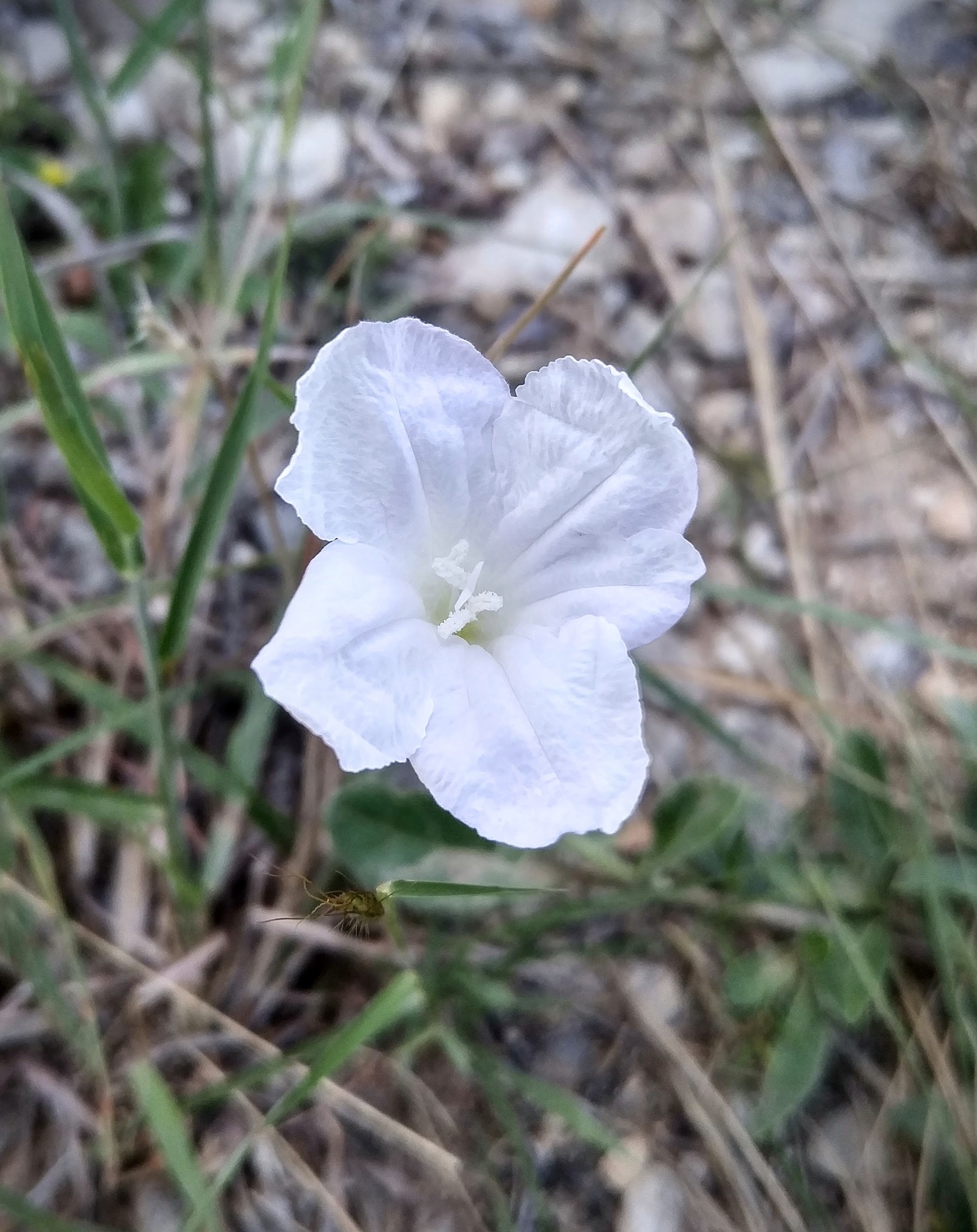 Metz's ruellia (Ruellia metziae) · iNaturalist