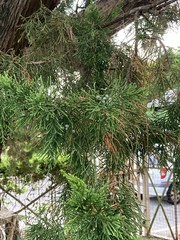 Juniperus bermudiana