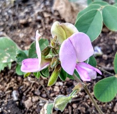 Tephrosia potosina
