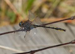 Phanogomphus oklahomensis