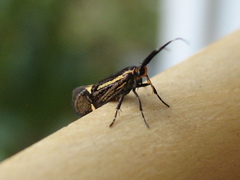 Esperia sulphurella