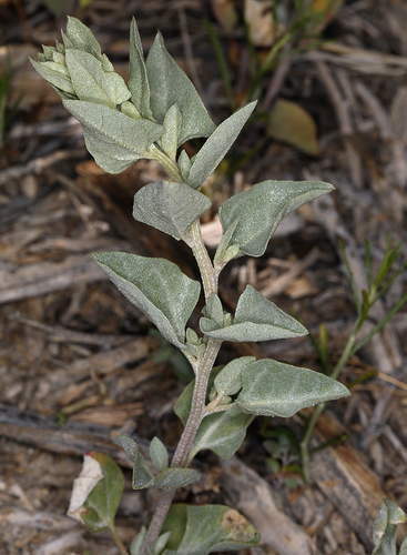 Atriplex truncata