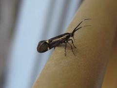 Esperia sulphurella