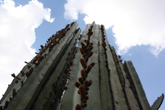 Lophocereus marginatus