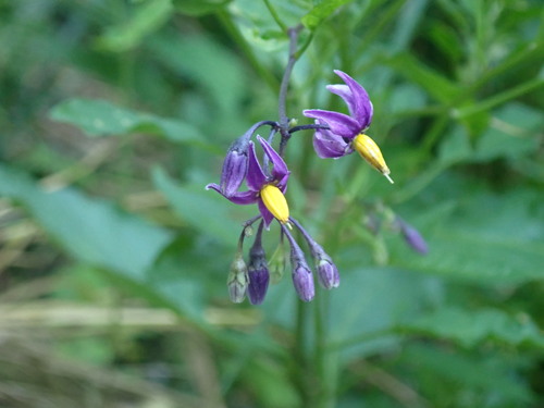 Paskvica (Solanum dulcamara)