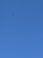 Ictinia mississippiensis