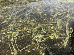 Ranunculus gmelinii