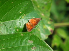 Parvospila lucianus