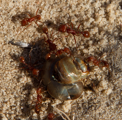 Pogonomyrmex comanche