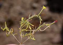 Camissonia parvula