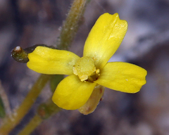Camissonia parvula