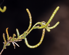 Camissonia parvula