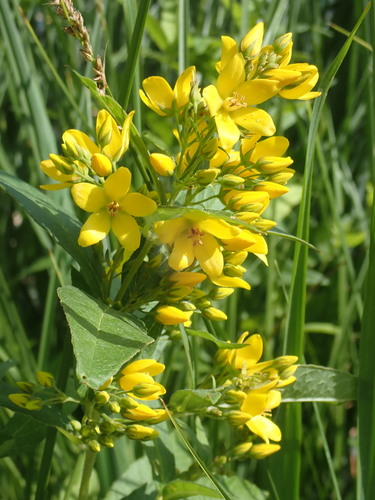 čerkáč obyčajný (Lysimachia vulgaris)