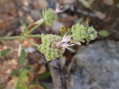 Monardella hypoleuca hypoleuca
