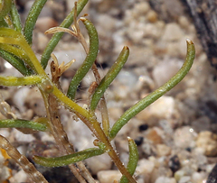 Camissonia parvula