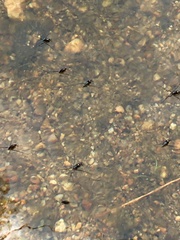 Rheumatobates rileyi