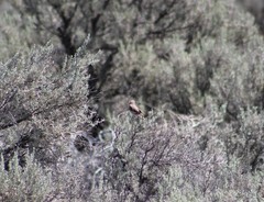 Salpinctes obsoletus