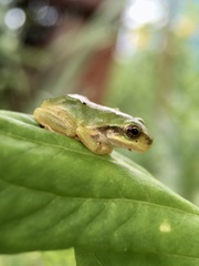 Hyla japonica