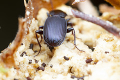 Pterostichus amethystinus