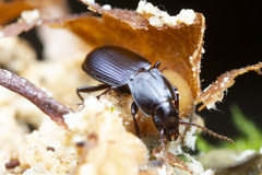Pterostichus amethystinus