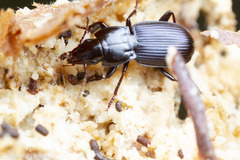 Pterostichus amethystinus