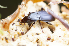 Pterostichus amethystinus