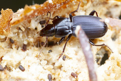 Pterostichus amethystinus