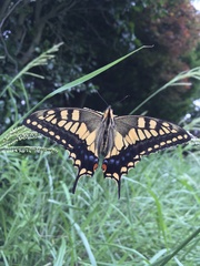 Papilio machaon hippocrates
