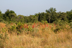 Penstemon murrayanus