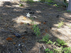 Lilium washingtonianum