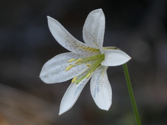 Lilium washingtonianum