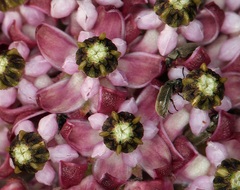 Asclepias solanoana