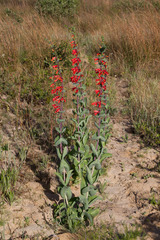 Penstemon murrayanus