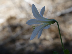 Lilium washingtonianum