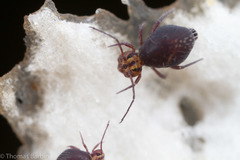 Ptenothrix palmata