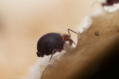 Ptenothrix palmata