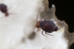 Ptenothrix palmata