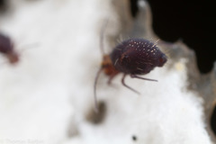 Ptenothrix palmata