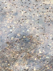 Rheumatobates rileyi