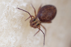Ptenothrix palmata