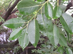 Salix chaenomeloides