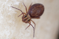 Ptenothrix palmata